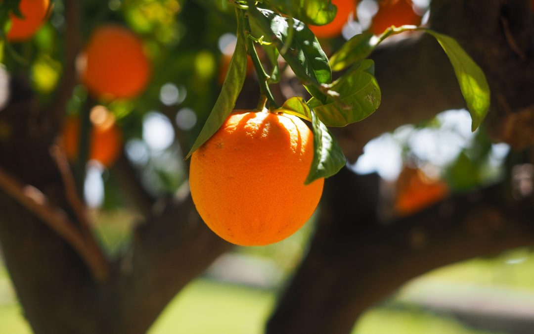 geef een fruitboompje cadeau